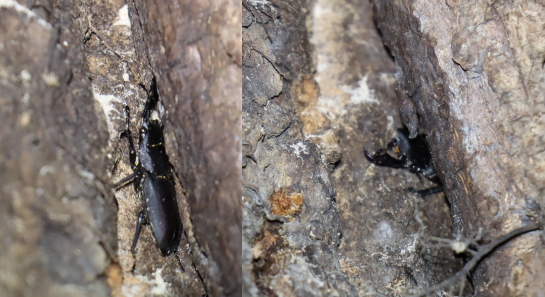 コクワガタ♂_(7 右大顎欠損)_蔦が生えたクヌギ-ほったらかしの森_2023年10月19日18時40分気温17.3度